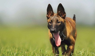 刚满月的马犬多大 马犬幼崽不能吃的食物有哪些