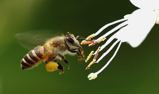 电杆里蜜蜂怎么收 不能收