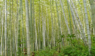 如何科学的种植楠竹楠竹有种子吗 种植楠竹方法和其种子