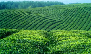 山东省有哪些地市种植茶叶 山东省得的三大茶区