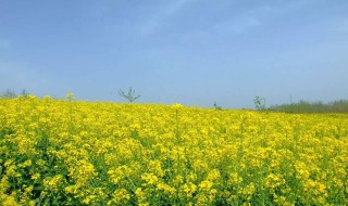 什么时间给油菜追肥 用什么肥料追多少