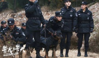 警花与警犬樱桃是怎么死的 警花与警犬讲的是什么