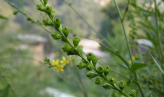 仙鹤草的功效与作用 仙鹤草的四大功效与作用