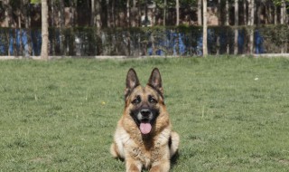 警犬赤龙在狗肉馆是第几集 电视剧简介内容