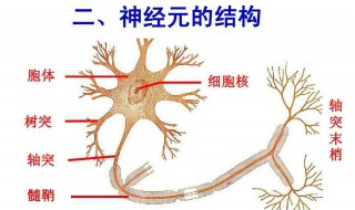 神经系统的基本单位 什么是神经系统