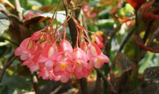 竹节花卉有哪些 这些花有什么用途