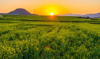 夕阳穿树补花红赏析 诗句意境赏析