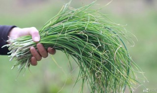 野韭菜和藠头的区别 两点即可区分