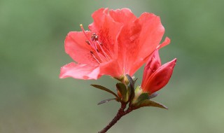 杜鹃花怕太阳晒吗 下面为大家解答