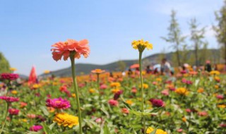 太阳花好养还是百日草好养 你知道吗