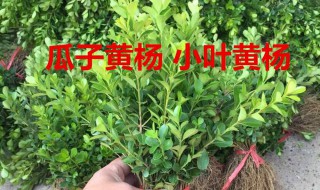 黄杨怎么浇水施肥 提供几点建议