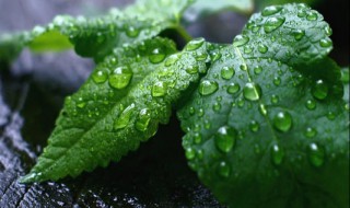 薄荷如何进行种植 怎么种植最好