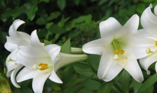 百合花的盆栽方法是什么 百合花盆栽的养殖技巧