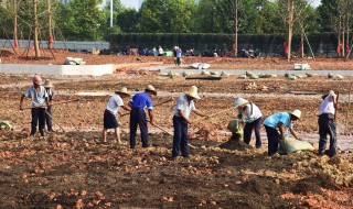 可以把什么埋在土里作肥料 学会使用这三种自制肥料