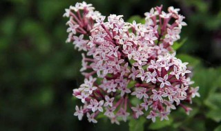 丁香花什么时候开花 丁香花的营养价值