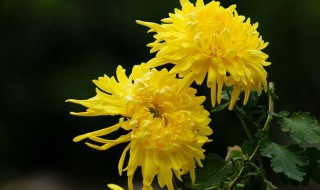 菊花代表什么 菊花的食用价值