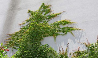 盆栽爬山虎多久浇水一次 应该怎么培植呢