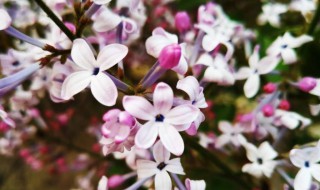 五瓣丁香花的花语是什么 来自什么样的故事呢