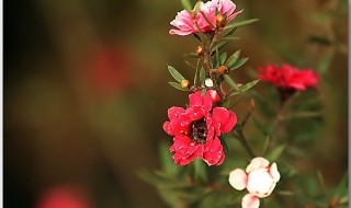 松红梅一年开几次花 你知道吗