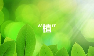 植可以组什么词 带有植字的成语