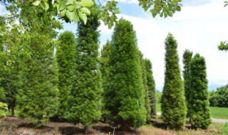 适合安徽种植的名贵树木 安徽乡土树种有哪些