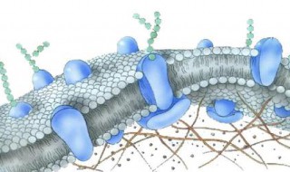 欧文顿提出膜是由什么组成的 欧文顿的理论是正确的吗？