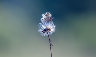 蒲公英茶每天喝可以吗 一起来了解一下吧