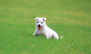 怎么给狗狗加营养 怎么给狗喂食丰富营养