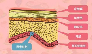 黑色素形成内因是什么 下面就告诉大家