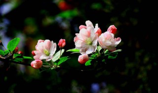 谷雨节气的时候海棠花会开 海棠花介绍如下