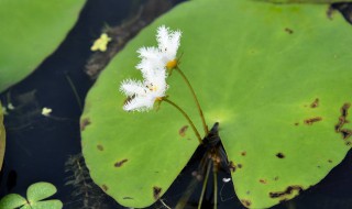 金银莲花怎么分株 金银莲花分株的月份