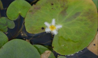 金银莲花怎么养 金银莲花的养殖方法