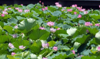 啥时候种荷花合适 3-5月份种荷花合适