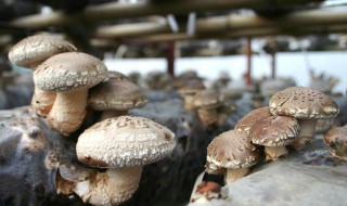 种植食用菌香菇怎么直播 直播流程