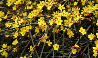 迎春花是什么季节开的 迎春花的简单介绍