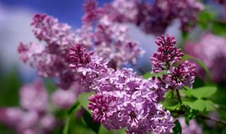 丁香花一年四季什么时候开 丁香花的简单介绍