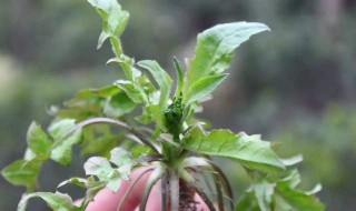 3月可以吃的野菜有哪些 这些野菜你爱吃吗