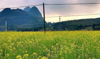 适合宜州山地高效种植药材 药材是什么