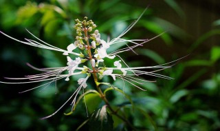 猫须草的养殖方法和注意事项 猫须草的养殖方法和注意事项简述