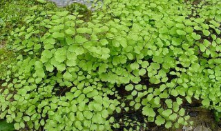 铁线蕨是什么植物 铁线蕨是蕨类植物