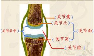 关节的基本结构 具体包括什么