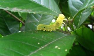 青虫怎么挂钩 教大家各种虫饵的挂钩方法