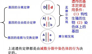 分离定律的适用条件 是如何的呢