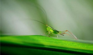 昆虫备忘录有哪些特点 探索大自然