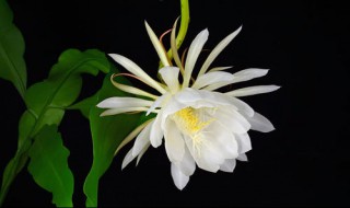 昙花是仙人掌花吗 昙花的花语