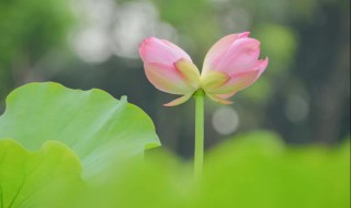 并蒂莲的花语 并蒂莲的养护方法