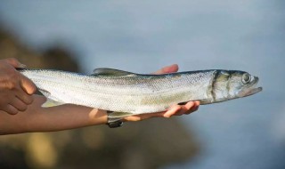 春钓梭鱼从几月份开始 海钓梭鱼的最佳时间