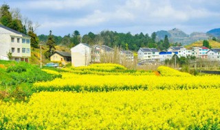 油菜花几月份开 油菜花开放时间