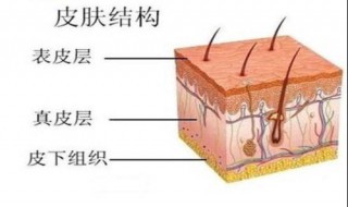 皮肤角质层薄如何护理 看了就知道