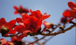 木棉花的花语 木棉花的花语简述